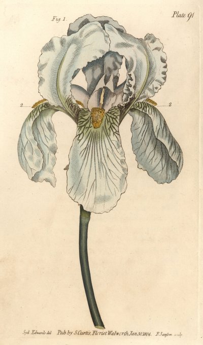Iris florentina, Iris germanica nothovar. Ręcznie kolorowany miedzioryt autorstwa F. Sansoma przedstawiający ilustrację botaniczną Sydenhama Edwardsa do wykładów Williama Curtisa na temat botaniki, dostarczony w Ogrodzie Botanicznym w Lambeth autorstwa Sydenham Teast Edwards