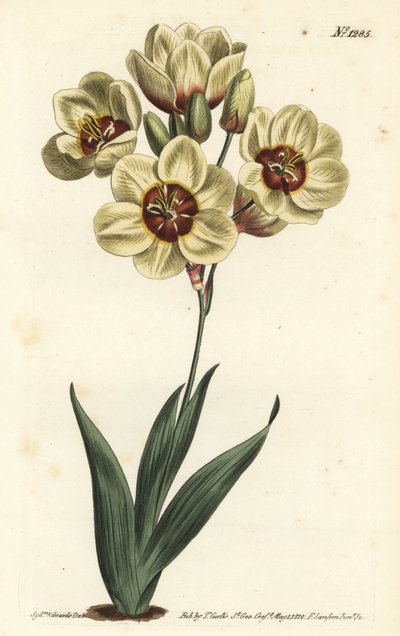 Ixia abbreviata (Ixia cętkowana kremowa, Ixia maculata v. ochroleuca). Ręcznie barwiony miedzioryt autorstwa F. Sansoma Jr. według ilustracji Sydenhama Edwardsa z magazynu botanicznego Williama Curtisa, T. Curtis, Londyn autorstwa Sydenham Teast Edwards