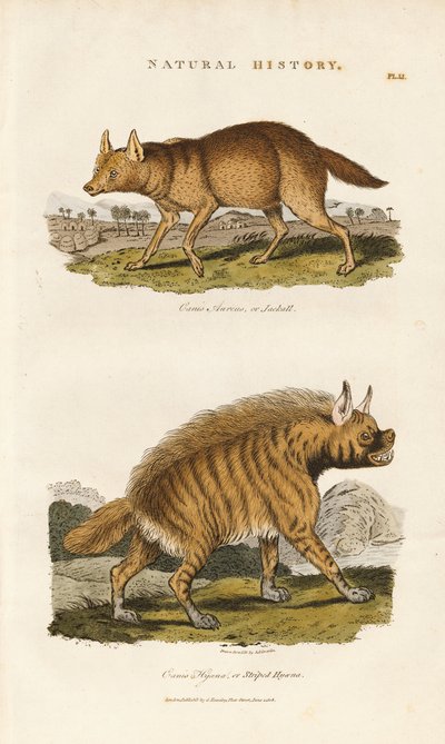 Szakal i hiena pręgowana autorstwa Sydenham Teast Edwards