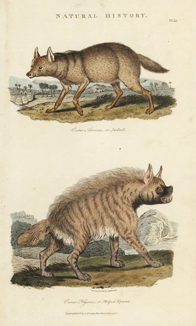 Szakal dore i hiena - Szakal złocisty, Canis aureus, i hiena pręgowana, Hyaena hyaena. Miedzioryt ręcznie kolorowany według Sydenhama Edwardsa z Pantologii Johna Masona Gooda, Nowej Encyklopedii, G. Kearsley, Londyn. autorstwa Sydenham Teast Edwards