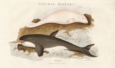 Wieloryb zabójca i wieloryb bieługa autorstwa Sydenham Teast Edwards