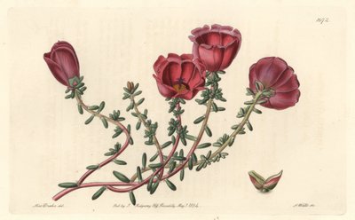 Portulaka wielkokwiatowa lub jedenastogodzinny rycerz, pochodzący z Chile - mocna woda S. Watts z ilustracji Sarah Anne Drake (1803-1857), z rejestru botanicznego autorstwa Sydenham Teast Edwards