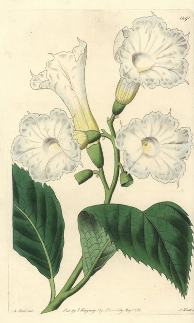 Cordia wielkokwiatowa - Cordia wielkokwiatowa, Cordia grandiflora. Ręcznie barwiony miedzioryt autorstwa S. Wattsa wg ilustracji M. Harta z Sydenham Edwards