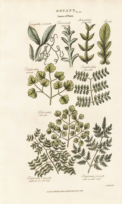 Formy i układy liści autorstwa Sydenham Teast Edwards