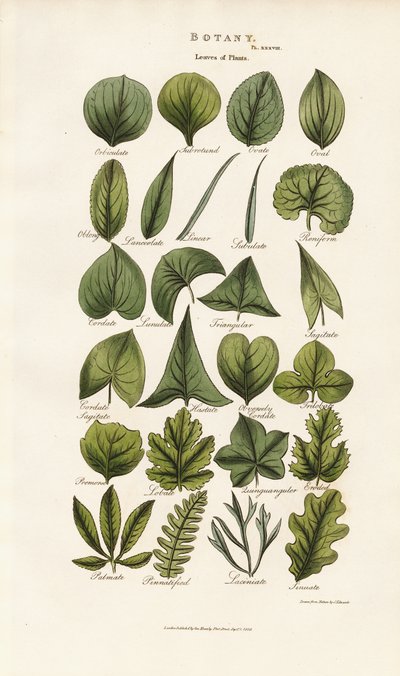 Formy liści w morfologii botanicznej autorstwa Sydenham Teast Edwards