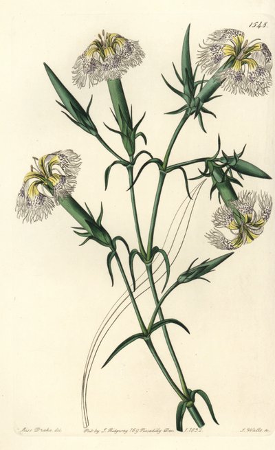 Goździk libański (gatunek zagrożony) - Różowy libański, Dianthus libanotis. Zagrożone gatunki. Ręcznie barwiony miedzioryt autorstwa S. Wattsa według ilustracji panny Sarah Drake z rejestru botanicznego Sydenham Edwards, Ridgeway, Londyn autorstwa Sydenham Teast Edwards