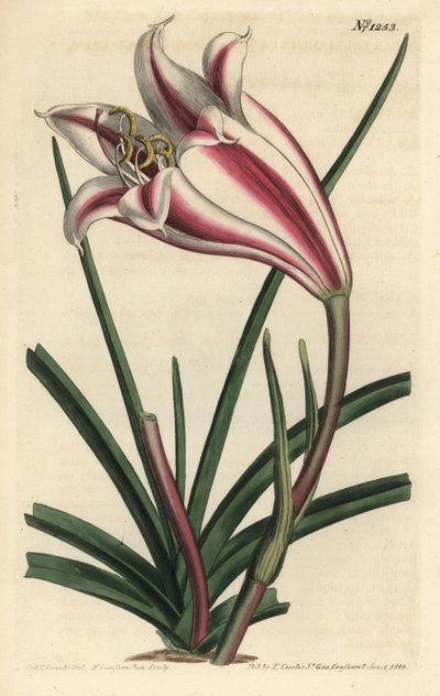Lily Variete - lilia wybrzeża przylądka, Crinum ornatum (Amaryllis ornata). Ręcznie barwiony miedzioryt autorstwa F. Sansoma Jr. według ilustracji Sydenhama Edwardsa z magazynu botanicznego Williama Curtisa, T. Curtis, Londyn autorstwa Sydenham Teast Edwards
