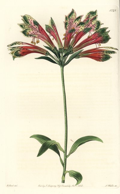 Lilia Inków lub Peru (alstroemere lub alstroemerie) - lilia peruwiańska, Alstroemeria pulchella (Papuga alstroemeria, Alstroemeria psittacina). Ręcznie barwiony miedzioryt autorstwa S. Wattsa wg ilustracji M. Harta z Sydenham Edwards