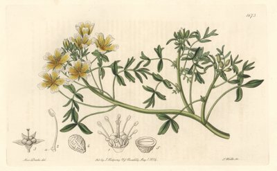 Limnanthe, pochodzący z Kalifornii - S. Watts Strong Water z ilustracji Sarah Anne Drake (1803-1857), z rejestru botanicznego autorstwa Sydenham Teast Edwards