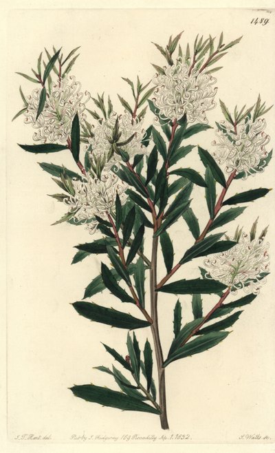 Hakea liściasta, Hakea linearis. Ręcznie barwiony miedzioryt autorstwa S. Wattsa według ilustracji J.T. Hart z rejestru botanicznego Sydenham Edwards, Ridgeway, Londyn autorstwa Sydenham Teast Edwards