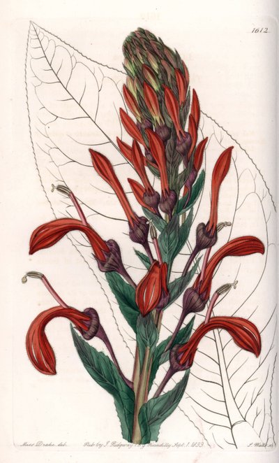 Lobelia variete (lub kardynał) z Chile - Talerz rytowany przez S.Wattsa, z ilustracji Sarah Anne Drake (1803-1857), z rejestru botanicznego Sydenham Edwards (1768-1819), Anglia autorstwa Sydenham Teast Edwards