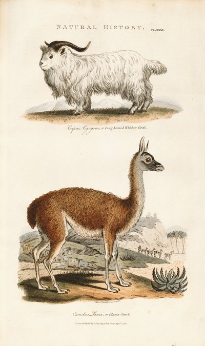  autorstwa Sydenham Teast Edwards