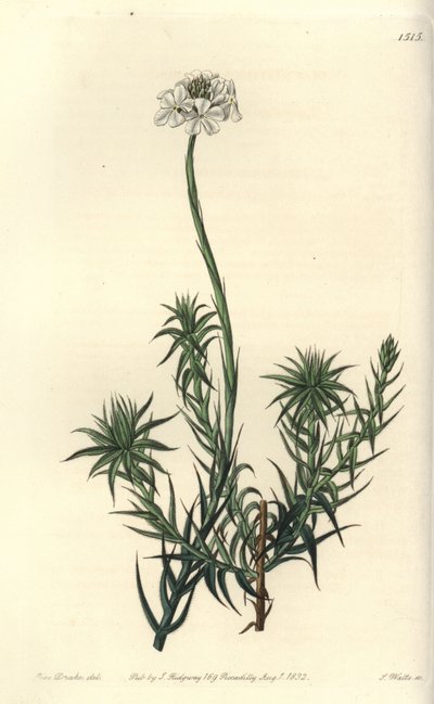 Sphenotoma długolistna, Sphenotoma capitatum. Ręcznie barwiony miedzioryt autorstwa S. Wattsa według ilustracji panny Sarah Drake z rejestru botanicznego Sydenham Edwards, Ridgeway, Londyn autorstwa Sydenham Teast Edwards