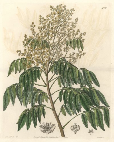 Longanier, pochodzący z Chin - mocna woda S. Watts z ilustracji Sarah Anne Drake (1803-1857), z rejestru botanicznego autorstwa Sydenham Teast Edwards