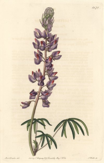 Łubin z wąskimi liśćmi - Mocna woda autorstwa S. Wattsa z ilustracji Sarah Anne Drake (1803-1857), z Rejestru Botanicznego autorstwa Sydenham Teast Edwards