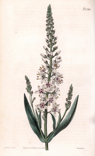 Lysimaque ephemere - Lysimachia ephemerum, srebrna lub wierzbowa liściasta. Ręcznie kolorowany miedzioryt wykonany przez Weddella na podstawie ilustracji Sydenhama Edwardsa z "Botanical Magazine" Samuela Curtisa, Londyn. autorstwa Sydenham Teast Edwards