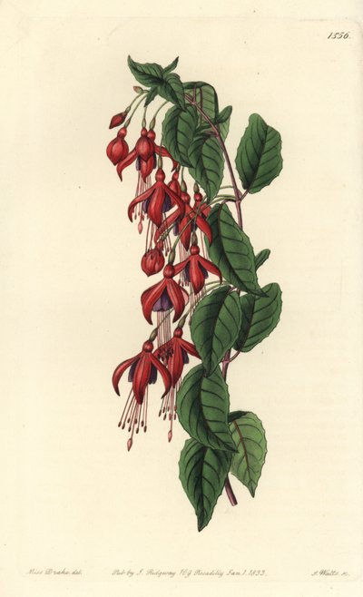 Magellan fuksja - fuksja kolibra, fuksja magellanica (fuksja balonowa, fuksja globosa). Ręcznie barwiony miedzioryt autorstwa S. Wattsa według ilustracji panny Sarah Drake z rejestru botanicznego Sydenham Edwards, Ridgeway, Londyn autorstwa Sydenham Teast Edwards