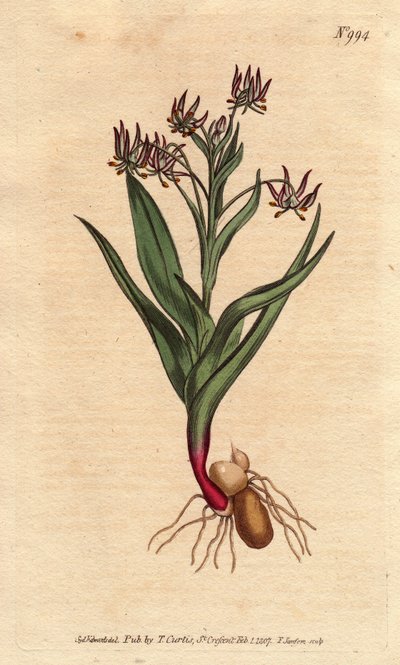 Rozgałęzienia melanthium, z wieloma małymi kwiatami bzu, bulw i korzeni. Rozgałęziony melanthium, z wieloma małymi kwiatami bzu oraz cebulkami i strukturą korzenia.Ornithoglossum viride (Melanthium viride) Ręcznie barwiony miedzioryt z ilustracji botaniczn autorstwa Sydenham Teast Edwards