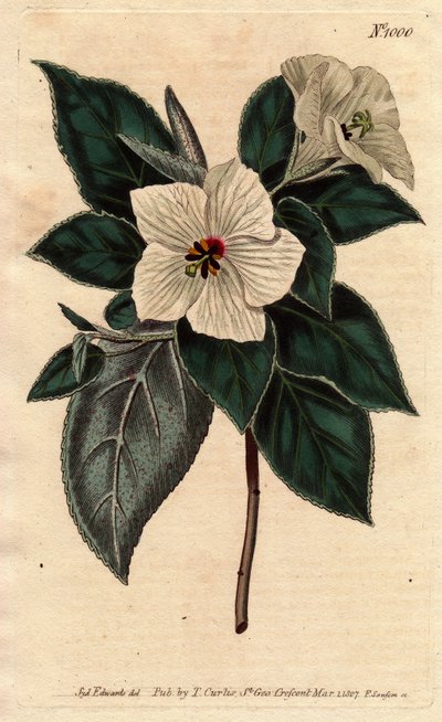 Melhania Święta Helena z białymi kwiatami.Św. Helena Czerwone drewno z białymi kwiatami. Melhania erytroksylon. Ręcznie kolorowany miedzioryt z ilustracji botanicznej autorstwa Sydenham Edwards z „”Magazynu Botanicznego”” Williama Curtisa 1790-1800. autorstwa Sydenham Teast Edwards