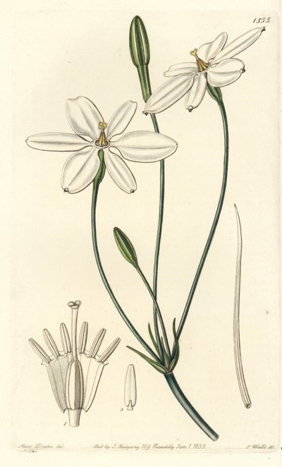 Gwiazda meksykańska - gwiazda meksykańska lub śnieżnobiała milla, Milla biflora. Ręcznie kolorowany miedzioryt wykonany przez S. Wattsa na podstawie ilustracji autorstwa Miss Sarah Drake z Sydenham Edwards