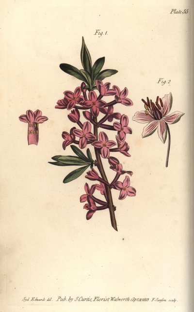Mezereon, Daphne mezereum, Octandria autorstwa Sydenham Teast Edwards