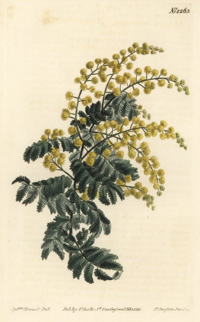 Mimosa - akacja puszysta, Acacia pubescens, wrażliwa (mimoza owłosiona, Mimosa pubescens). Ręcznie barwiony miedzioryt autorstwa F. Sansoma Jr. według ilustracji Sydenhama Edwardsa z magazynu botanicznego Williama Curtisa, T. Curtis, Londyn autorstwa Sydenham Teast Edwards