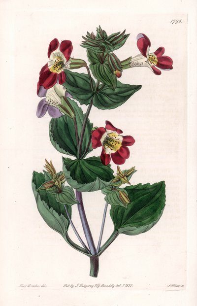 Mimule variete, zwane kwiatem małpy lub kwiatem piżma - Grawerowana tablica autorstwa S.Watts, z ilustracji Sarah Anne Drake (1803-1857), z rejestru botanicznego Sydenham Edwards (1768-1819), Anglia autorstwa Sydenham Teast Edwards
