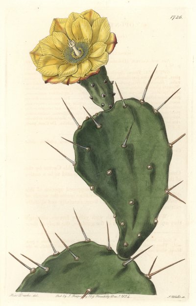 Monacanth Pactus, kwitnący kaktus, pochodzący z Ameryki Południowej - Silna woda autorstwa S. Wattsa z ilustracji Sarah Anne Drake (1803-1857), z rejestru botanicznego autorstwa Sydenham Teast Edwards