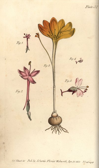 Monandria 1,2, sukno złote, Crocus angustifolius (Triandria) 3, i wilcza jagoda, Circaea alpina (Diandria) 4,5. Ręcznie barwiony miedzioryt przedstawiający ilustrację botaniczną Sydenhama Edwardsa do Wykładów o botanice Williama Curtisa, jako deliv autorstwa Sydenham Teast Edwards