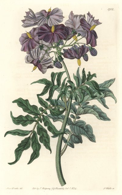 Morelle (Solanum), pochodzący z Chile - Mocna woda autorstwa S. Wattsa z ilustracji Sarah Anne Drake (1803-1857), z rejestru botanicznego autorstwa Sydenham Teast Edwards