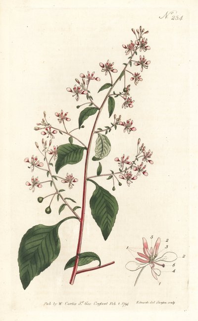 Kwiat komara lub meksykańska lopezia, Lopezia racemosa. Ręcznie barwiony miedzioryt autorstwa Sansoma według ilustracji Sydenhama Edwardsa z magazynu Botanical Magazine Williama Curtisa, Londyn autorstwa Sydenham Teast Edwards
