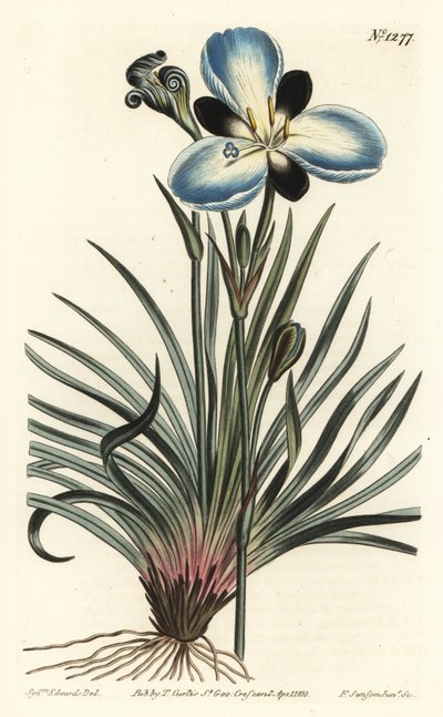 Aristea żałobna, Aristea lugens (Aristea melaleuca). Ręcznie barwiony miedzioryt autorstwa F. Sansoma Jr. według ilustracji Sydenhama Edwardsa z magazynu botanicznego Williama Curtisa, T. Curtis, Londyn autorstwa Sydenham Teast Edwards