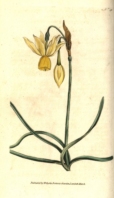 Narcissus - Odruchowy żonkil, Narcissus triandrus. Ręcznie kolorowany miedzioryt według ilustracji botanicznej autorstwa Jamesa Sowerby