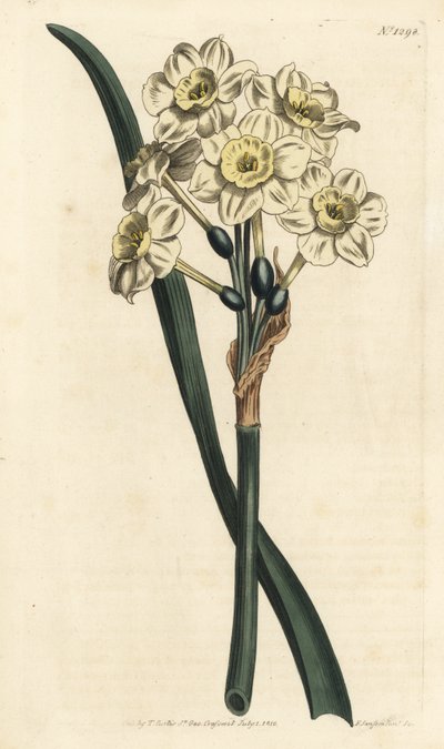 Narcissus a bouquet - Narcyz pęczkowaty, Narcissus tazetta (Blade cupped white garden Narcissus; Narcissus orientalis) - Ręcznie barwiony miedzioryt autorstwa F. Sansoma Jr. według ilustracji Sydenhama Edwardsa z Botanical Magaz Williama Curtisa autorstwa Sydenham Teast Edwards
