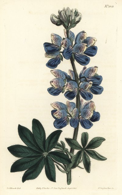 Łubin Nootka - Łubin Nootka-Sound, Lupinus nootkatensis. Ręcznie barwiony miedzioryt autorstwa F. Sansoma Jr. według ilustracji Sydenhama Edwardsa z magazynu botanicznego Williama Curtisa, T. Curtis, Londyn autorstwa Sydenham Teast Edwards