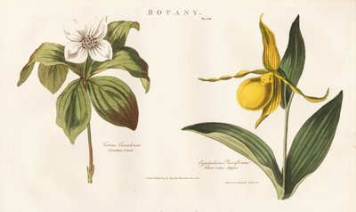 Dzikie kwiaty Ameryki Północnej: Jagoda kanadyjska i pantofelnik żółty autorstwa Sydenham Teast Edwards