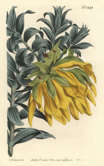 Pomarańczowa kiwająca się dalia lub górska dalia, Liparia splendens (liparia ruscusolistna, Liparia sphaerica). Ręcznie barwiony miedzioryt autorstwa F. Sansoma Jr. według ilustracji Sydenhama Edwardsa z magazynu botanicznego Williama Curtisa, T. Curtis, L autorstwa Sydenham Teast Edwards