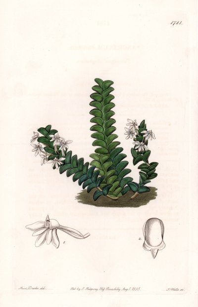 Storczyk: Odmiana Angraecum, pochodząca z Afryki Równikowej - Talerz rytowany przez S.Wattsa, z ilustracji Sarah Anne Drake (1803-1857), z rejestru botanicznego Sydenham Edwards (1768-1819), Anglia autorstwa Sydenham Teast Edwards