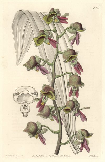 Orchidea Catasetum, dwukolorowe kwiaty, pochodzące z Gujany - Water forte autorstwa S. Wattsa z ilustracji Sarah Anne Drake (1803-1857), z rejestru botanicznego autorstwa Sydenham Teast Edwards
