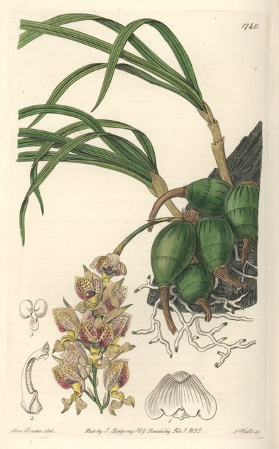 Orchidea Grobya, o żółtych i fioletowych kwiatach, pochodząca z Brazylii - Water forte autorstwa S. Wattsa z ilustracji Sarah Anne Drake (1803-1857), z rejestru botanicznego autorstwa Sydenham Teast Edwards