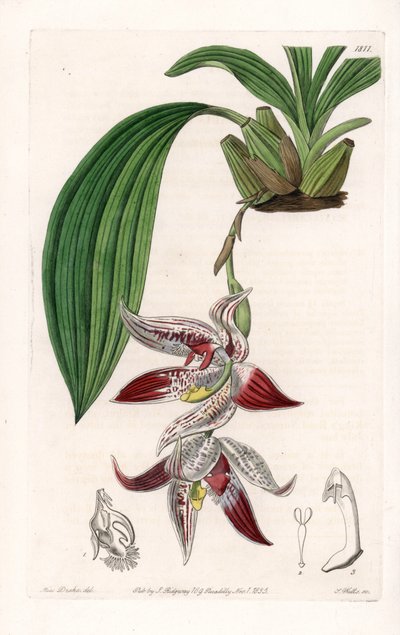 Orchidea: Paphinia cristata, pochodząca z Amazonii - Talerz rytowany przez S.Wattsa, z ilustracji Sarah Anne Drake (1803-1857), z rejestru botanicznego Sydenham Edwards (1768-1819), Anglia autorstwa Sydenham Teast Edwards