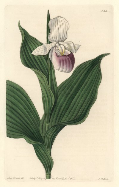 Orchidea, Royal Cypripede - Woda forte autorstwa S. Wattsa z ilustracji Sarah Anne Drake (1803-1857), z rejestru botanicznego autorstwa Sydenham Teast Edwards