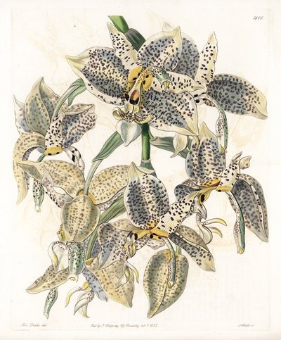 Storczyk: Odmiana Stanhope, neotropikalna - Talerz rytowany przez S.Wattsa, z ilustracji Sarah Anne Drake (1803-1857), z rejestru botanicznego Sydenham Edwards (1768-1819), Anglia autorstwa Sydenham Teast Edwards