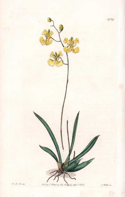 Storczyk: Variete Tolumnia guianensis, endemiczny dla Haiti i Santo Domingo - Talerz rytowany przez S.Wattsa, z ilustracji Sarah Anne Drake (1803-1857), z rejestru botanicznego Sydenham Edwards (1768-1819), Anglia autorstwa Sydenham Teast Edwards