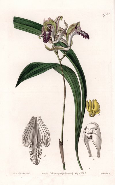 Orchidea: Variety of Bletia of America - Talerz grawerowany przez S.Wattsa, z ilustracji Sarah Anne Drake (1803-1857), z rejestru botanicznego Sydenham Edwards (1768-1819), Anglia autorstwa Sydenham Teast Edwards