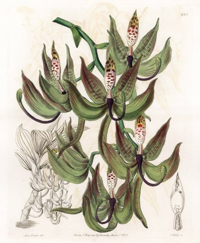 Orchidea: Variety of Cycnoche - Grawerowana tablica autorstwa S.Wattsa, z ilustracji Sarah Anne Drake (1803-1857), z rejestru botanicznego Sydenham Edwards (1768-1819), Anglia autorstwa Sydenham Teast Edwards