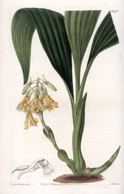 Storczyk: odmiana kalant, z żółtymi kwiatami - Talerz rytowany przez S.Wattsa, z ilustracji Sarah Anne Drake (1803-1857), z rejestru botanicznego Sydenham Edwards (1768-1819), Anglia autorstwa Sydenham Teast Edwards