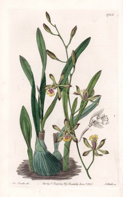 Orchidea: epidendre grele - Grawerowana tablica autorstwa S.Wattsa, z ilustracji Sarah Anne Drake (1803-1857), z rejestru botanicznego Sydenham Edwards (1768-1819), Anglia autorstwa Sydenham Teast Edwards