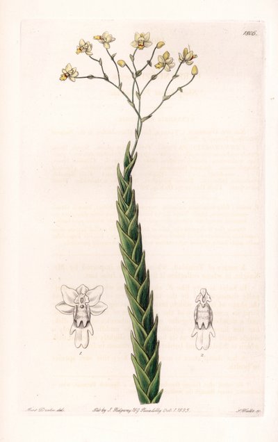 Orchidea: egzotyczna odmiana Lockhartia - Talerz rytowany przez S.Wattsa, z ilustracji Sarah Anne Drake (1803-1857), z rejestru botanicznego Sydenham Edwards (1768-1819), Anglia autorstwa Sydenham Teast Edwards