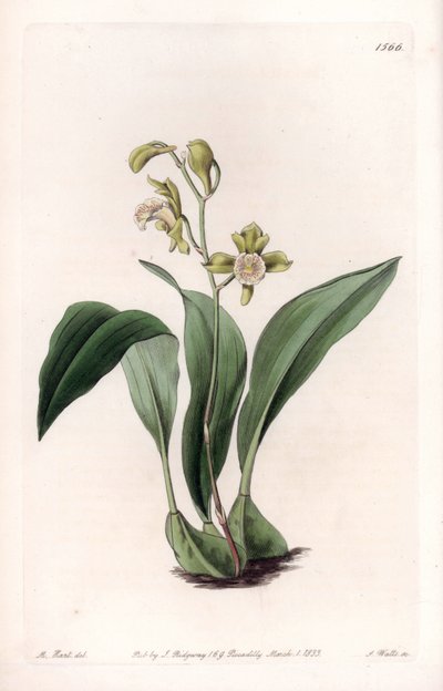 Orchidea: szczękowa a pęki - Tablica grawerowana przez S.Watts, z ilustracji Sarah Anne Drake (1803-1857), z rejestru botanicznego Sydenhama Edwardsa (1768-1819), Anglia autorstwa Sydenham Teast Edwards
